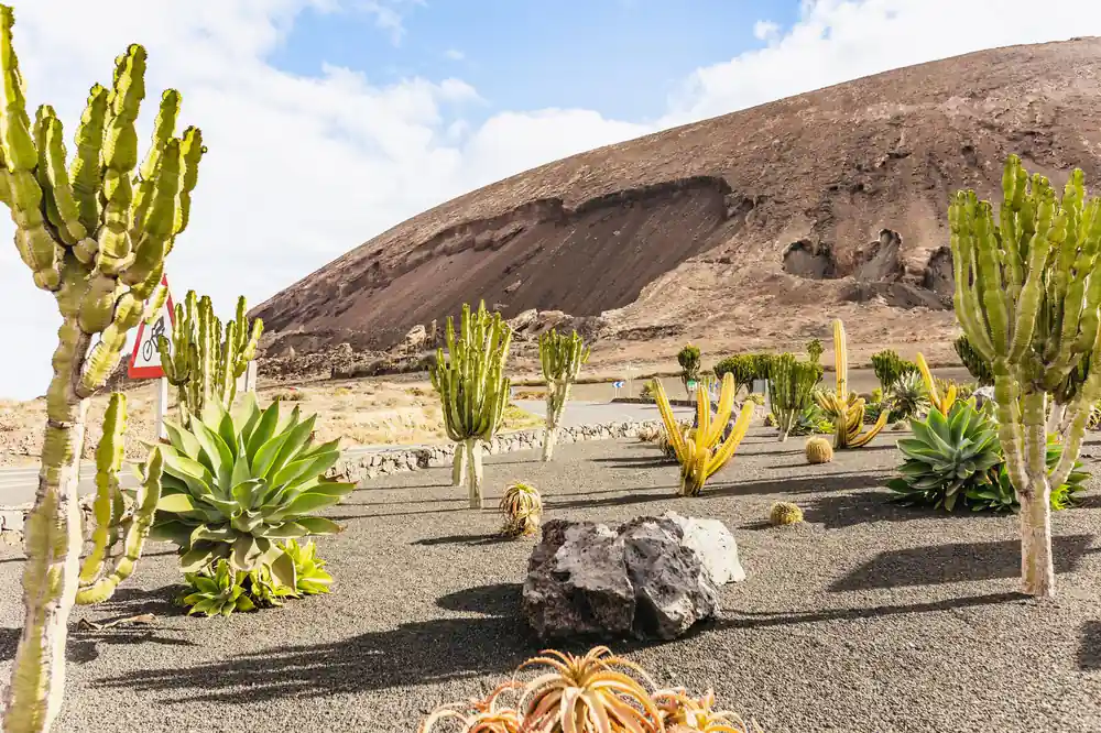 Cultivated cactus garden with volcanic cones in background